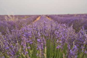 Experience the beauty of the Lavander Festival in Brihuega, Guadalajara in Spain with stunning purple fields in full bloom