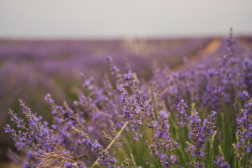 Celebration of lavender harvest at the Lavanda Festival in Brihuega, Guadalajara, Spain during summer season