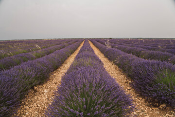 Stunning lavender fields at the Brihuega Lavender Festival in Guadalajara, Spain, showcasing vibrant blooms and scenic pathways