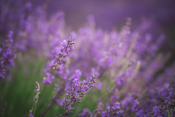 Discover the beauty of the Lavanda Festival in Brihuega, Guadalajara, Spain surrounded by vibrant lavender fields