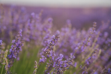 Experience the charm of the Lavender Festival in Brihuega, Guadalajara, Castilla-La Mancha, Spain during summer