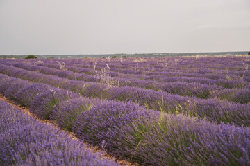 Exploring the beauty of lavender fields during the Lavender Festival in Brihuega, Spain