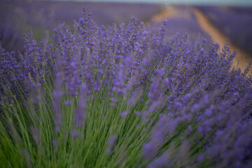Enjoying the vibrant colors and scents at the Lavanda Festival in Brihuega, Guadalajara, Spain...