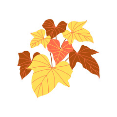 Bright, colorful autumn maple and beech leaves isolated on white, showcasing nature's vibrant fall season foliage