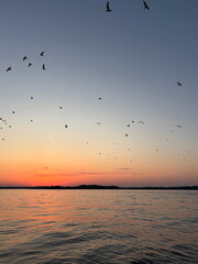 seagulls at sunset
