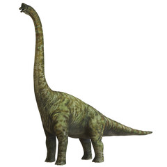 Tall, green sauropod dinosaur with long neck © Ilie