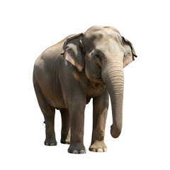 Naklejka premium Majestic Asian Elephant A Powerful Portrait