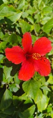 Hibiscus flowers, red wildflowers in bloom.