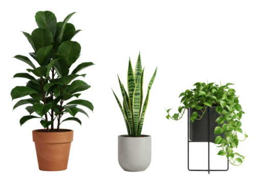 Healthy Fiddle Leaf Fig, Snake Plant, Pothos plants in diverse pots, isolated on clean white studio background with soft diffuse light and sharp focus, showcasing natural freshness, clean aesthetics,