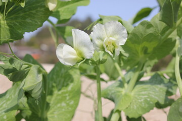 Close-up of common bean leaves and white flower