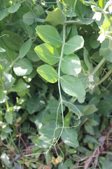 Common bean vine and leaves
