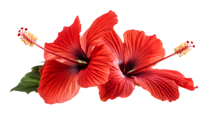 Two Vibrant Red Hibiscus Flowers Isolated On White Background Beautiful Tropical Blossom