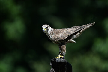 Saker falcon falconry,