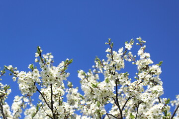 White cherry blossoms bloomed against the blue sky.	