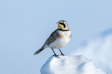 Horned Lark taken in central MN