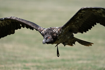 Bearded vulture young flying 