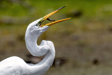 Great Egret Catching a Fish in Mid-Swallow