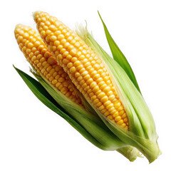 Two fresh yellow corn cobs with green husks and silk isolated on transparent background