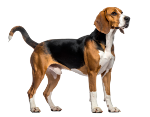 Playful Hound Dog Looking Back, Side View with Tail Curved, isolated on transparent background.