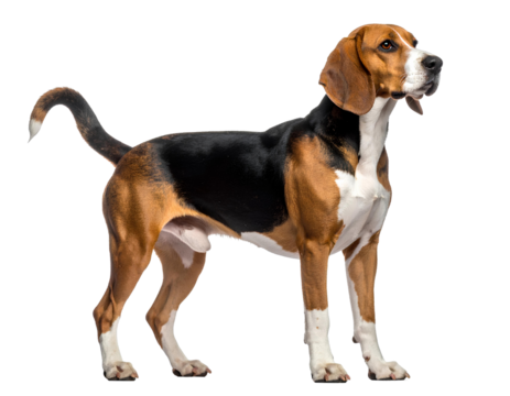 Playful Hound Dog Looking Back, Side View with Tail Curved, isolated on transparent background.
