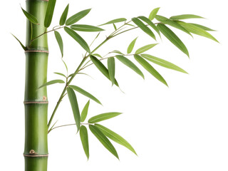 bamboo isolated on white background