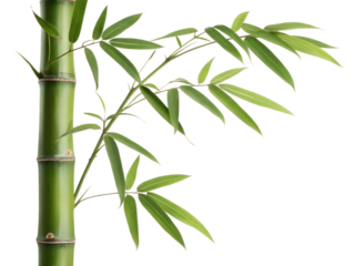 bamboo isolated on white background