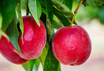 Two vibrant red plums dangle from their leafy branch under the warm sunlight in an orchard,...