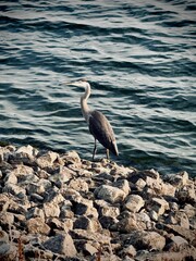 Great Blue Heron Standing on Rocky Shore by Rippling Water
