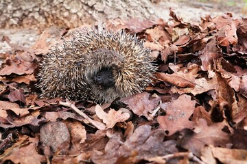 A hedgehog curled up in a ball lies among the autumn leaves. Selective focus. Erinaceus europaeus. © nipa