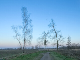 Marshland with bare trees along a hiking trail on a colorful sky in blue and orange tones, after sunset in Bourgoyen nature reserve, Ghent, Flanders, Belgium