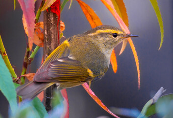 blue tit on a branch