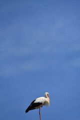 A shot of a white stork, Ciconia ciconia, against a blue sky on a sunny day. Photo with copy-space. 