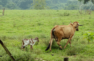 cows and calf in the pasture