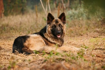 German Shepherd in a natural setting