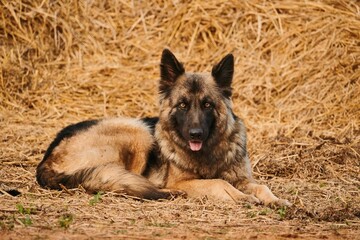 German Shepherd dog on hay