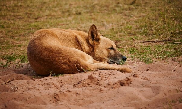 Single sandy-brown dog.