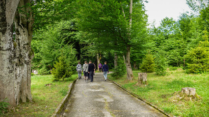 Fototapeta premium children teenagers walking along an asphalt road in the forest, tall trees, pine trees, tourists, walk, travel, view from the back, landscape, summer, greenery, space, grass, group of people, sports, 