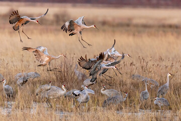 Sandhill Crane taken in central Wisconsin