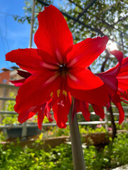 Vibrant red flowers with elongated petals and green leaves in natural arrangement Spiky bloom...