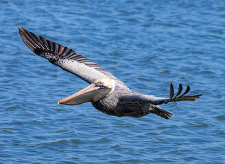 Brown Pelicans fishing behavior at Vilano Beach fishing pier in Florida.
