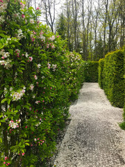 Curved garden path framed by dense hedges and bright seasonal blossoms Concrete walkway winds through vibrant hedges and mixed flowers beneath open sky