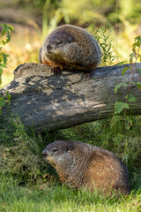 Woodchuck Groundhog pair taken in Central MN under controlled conditions