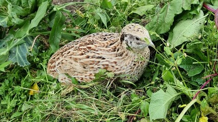 Japanese laying quail in the green