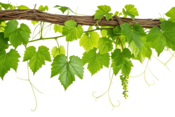 Vibrant green grape leaves and tendrils cascade from a weathered vine isolated on transparent background