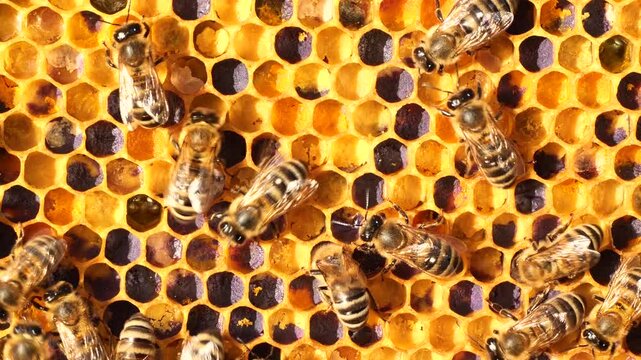  Life and work of colony of bees. 
Multicolored pollen in comb. The color of pollen depends on how it is taken from the flowers.