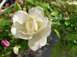 White rose with rippling petals and leafy backdrop in fresh garden scene Petal edges curl in quiet motion while soft green leaves frame the radiant flower