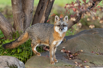 Gray Fox on rock taken in central MN under controlled conditions