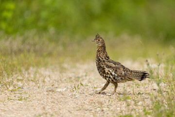 Ruffed Grouse taken in northern MN