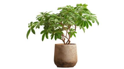 Green Schefflera Arboricola Plant In Rustic Pot Isolated On White Background