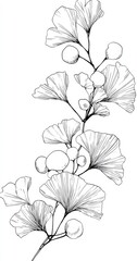 Elegant black-line drawing of a ginkgo biloba branch with delicate leaves and small berries